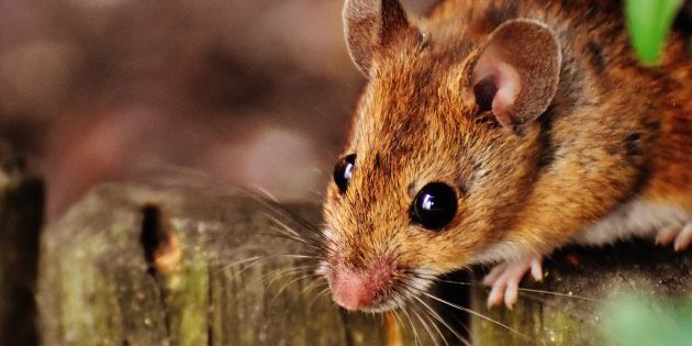 rata Exterminio de ratas y ratones.