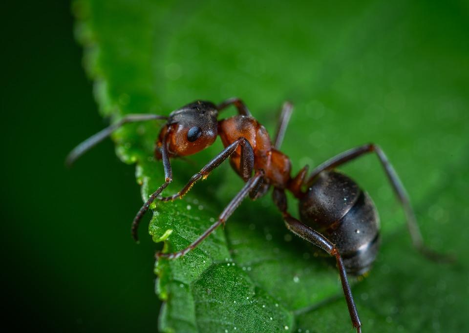 exterminio de hormigas